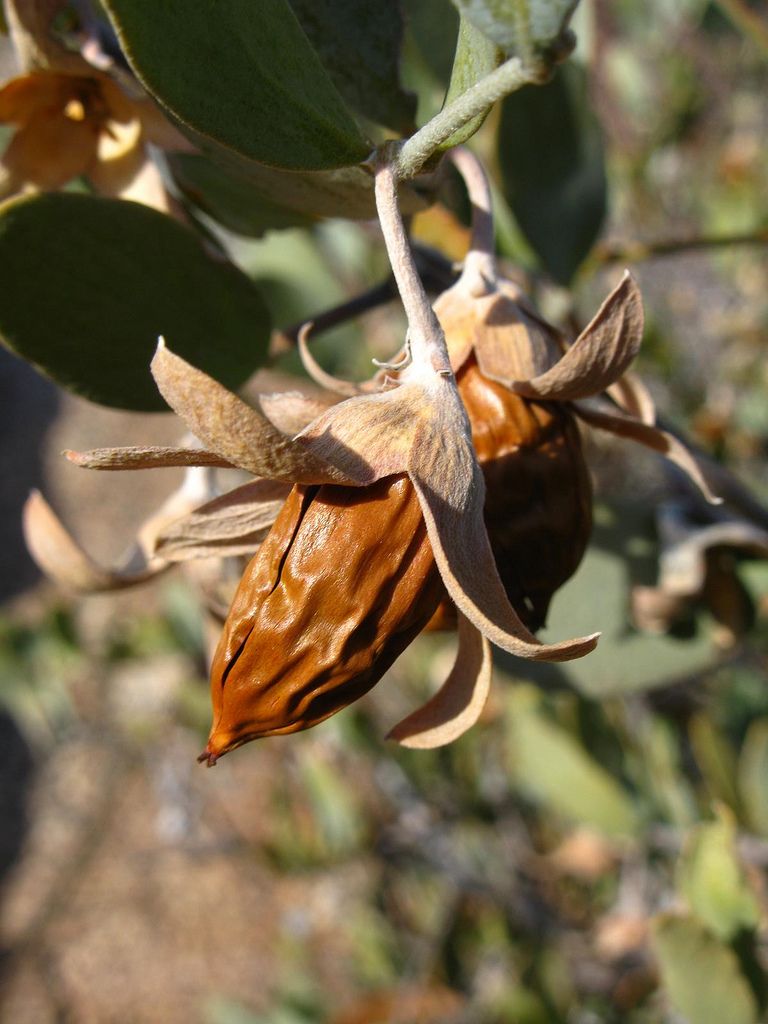 Jojoba