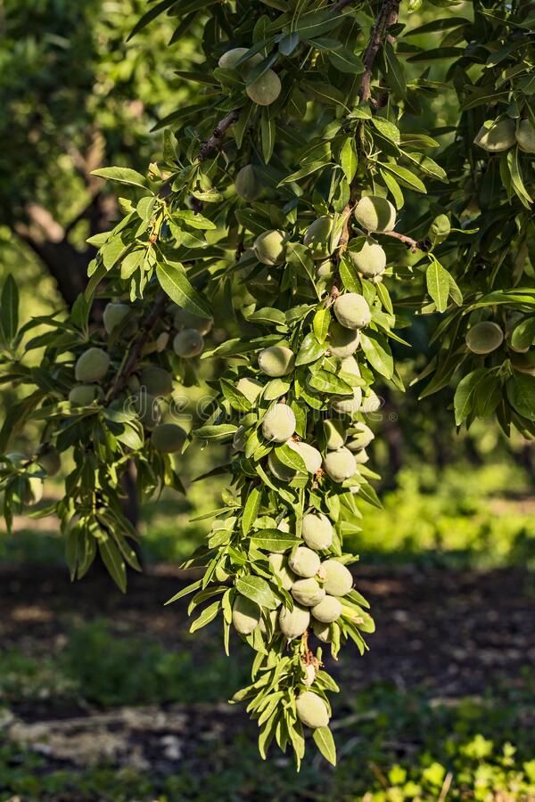 Almond