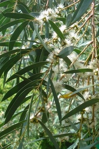 Eucalyptus