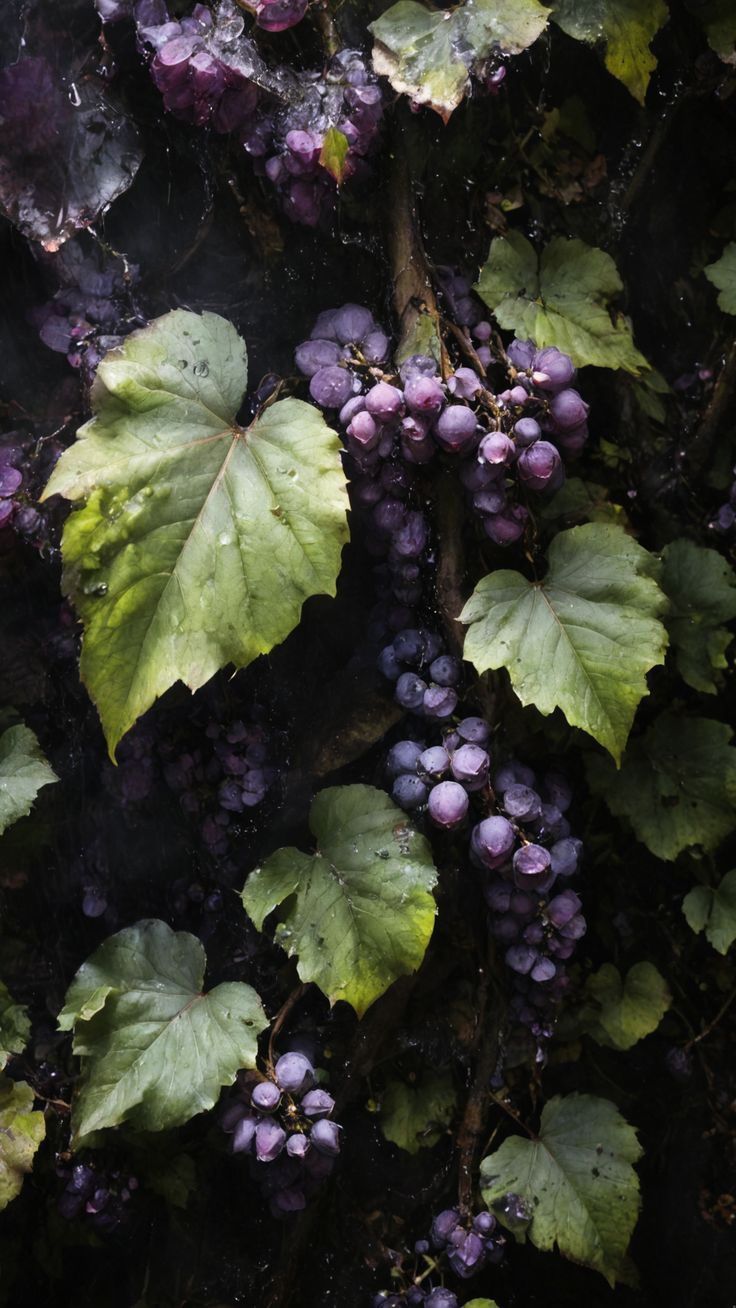 Grapeseed