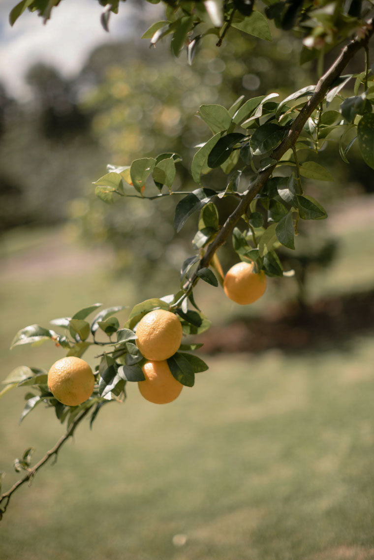 Lemon