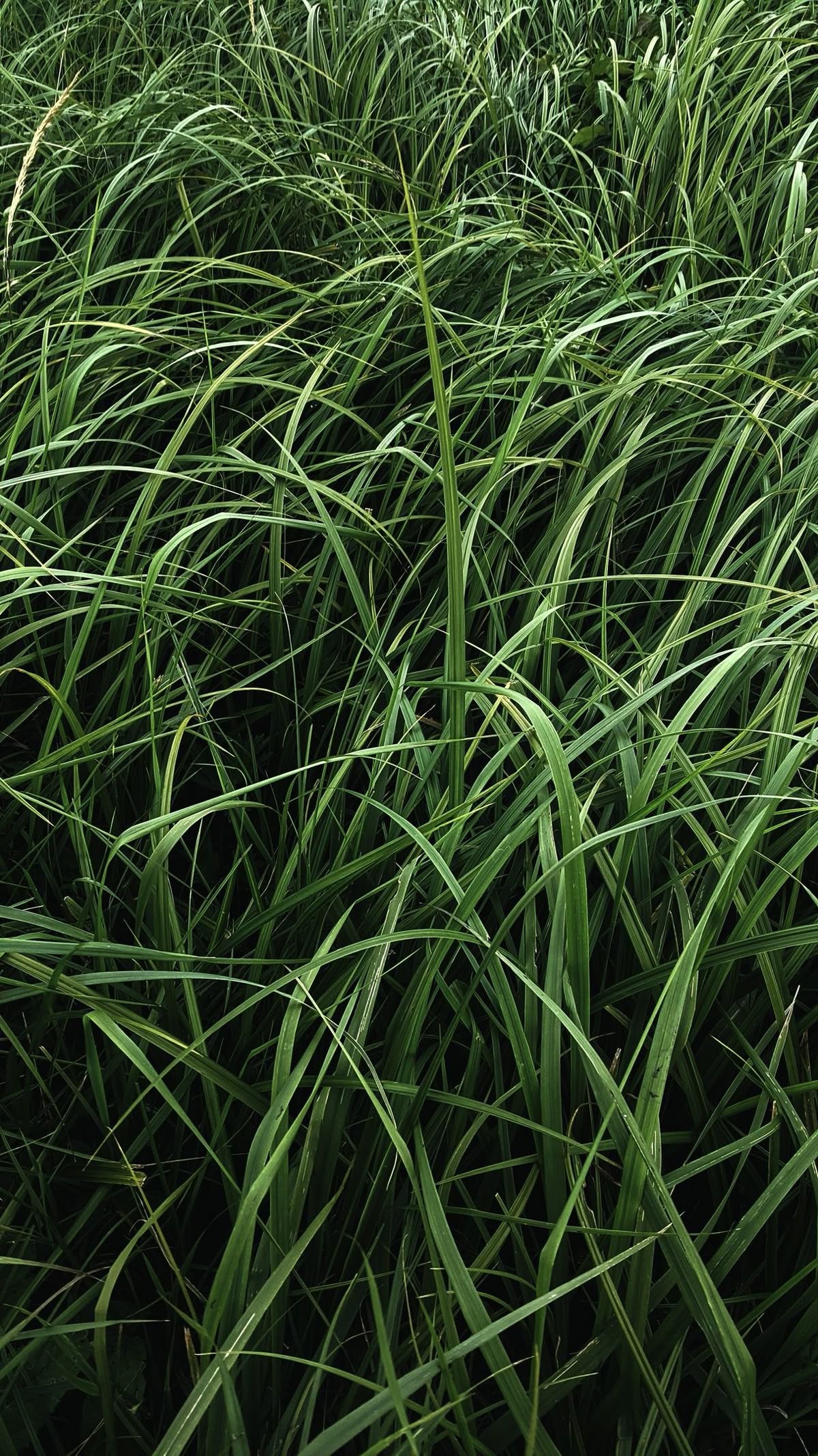 Lemongrass
