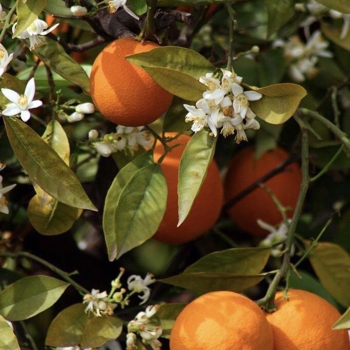 Orange