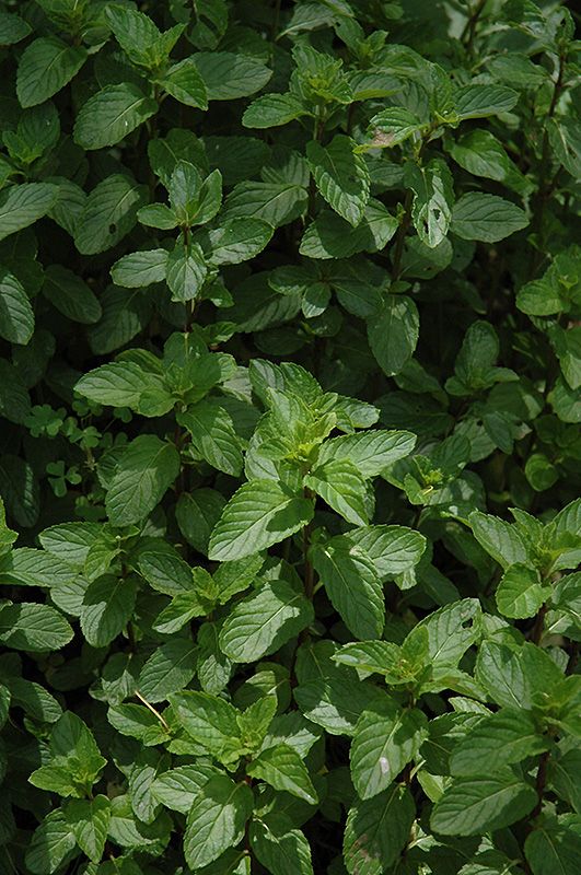 Peppermint