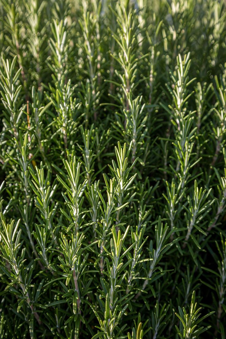 Rosemary