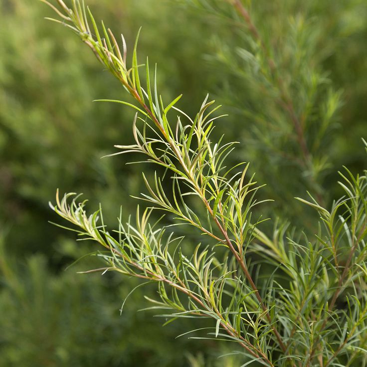 Tea Tree