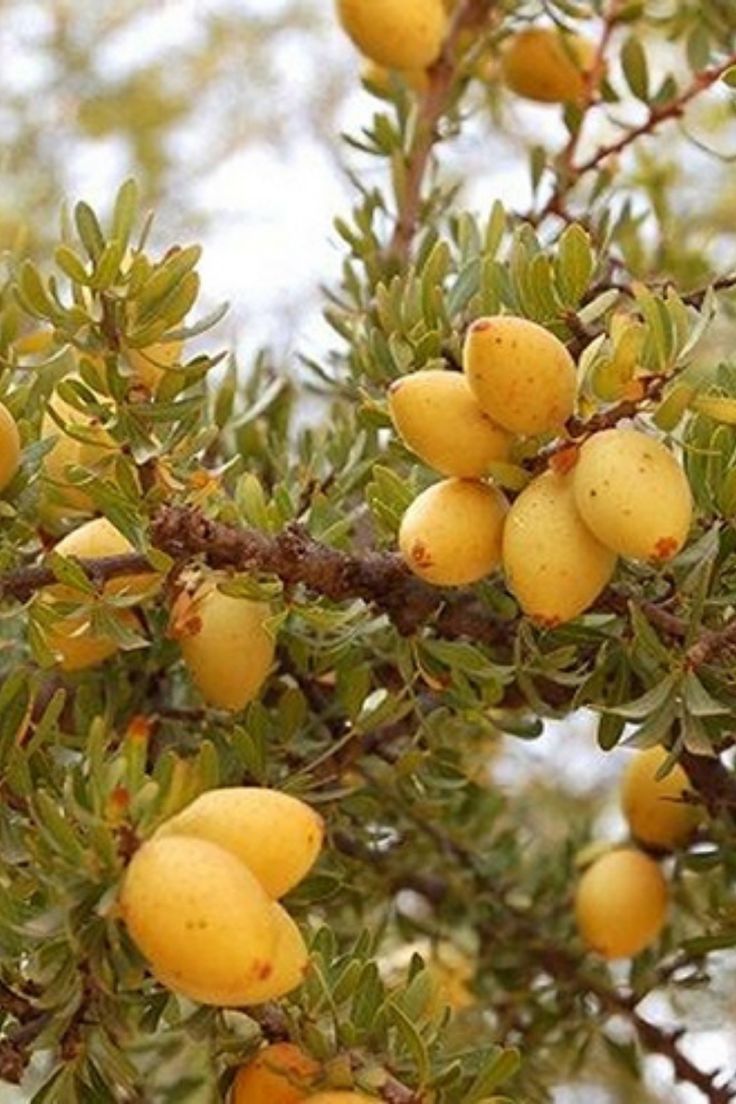 Argan