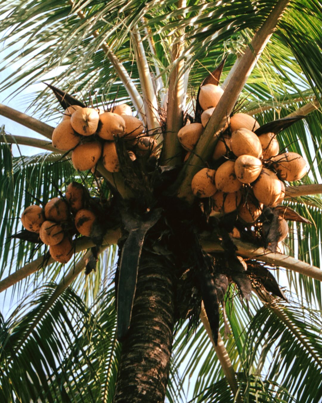 Coconut