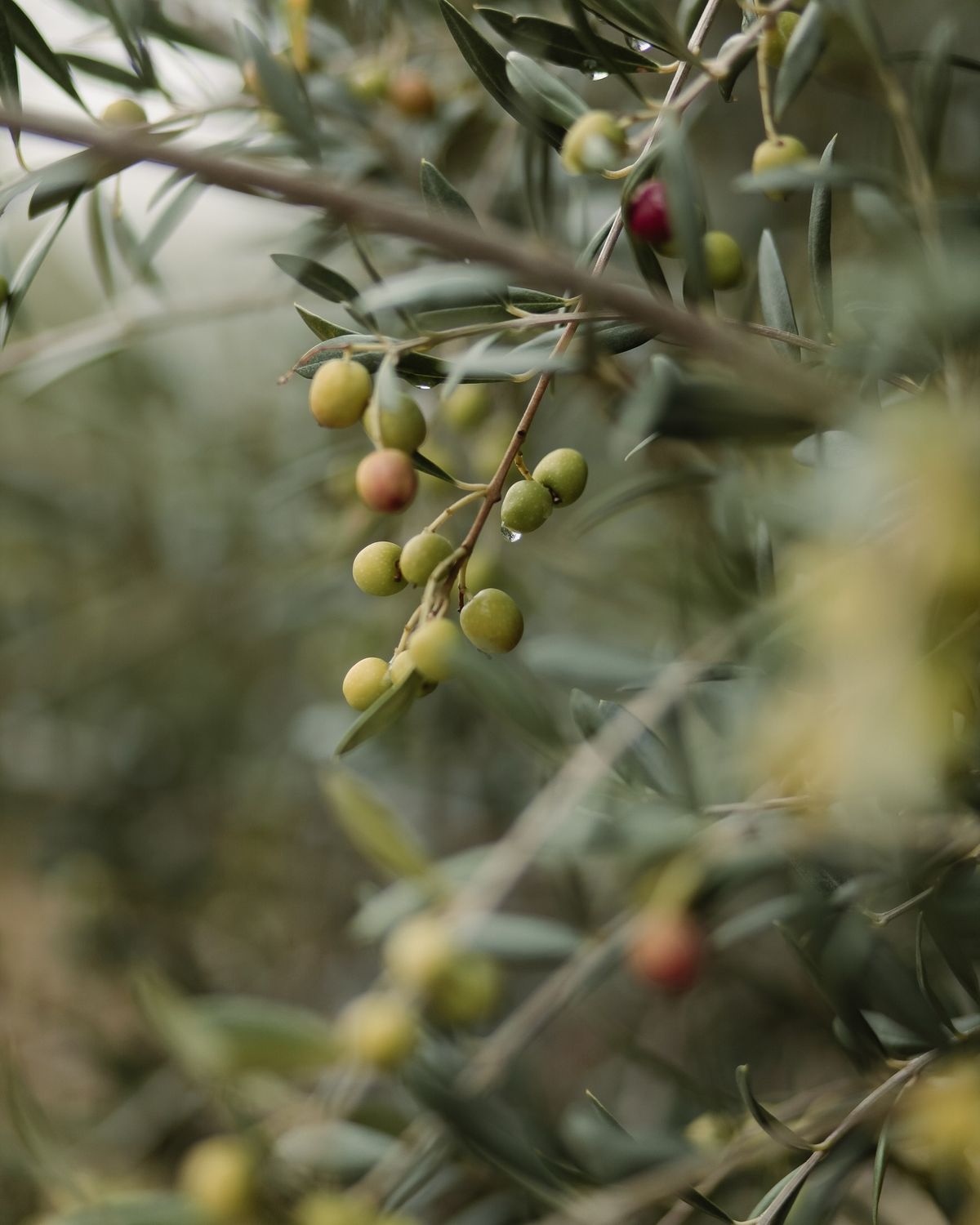 Olive
